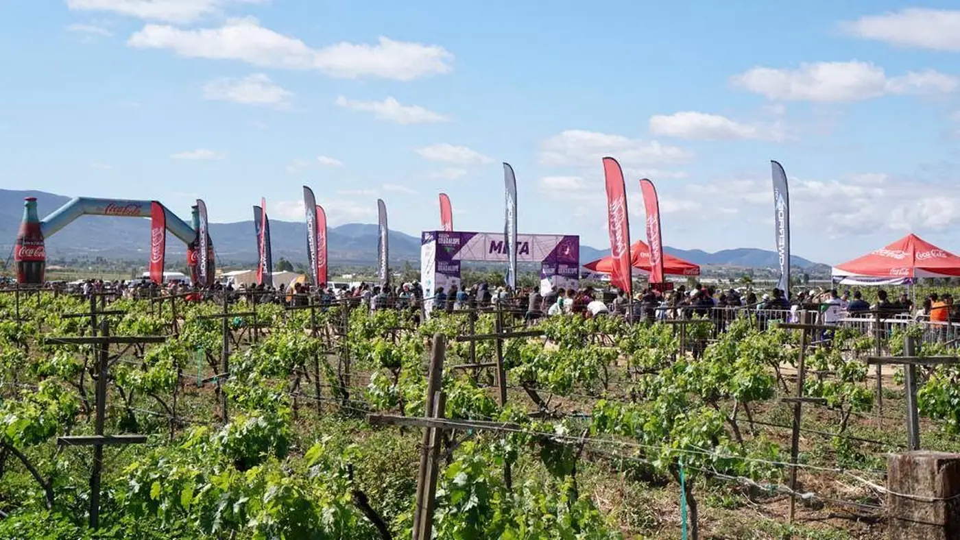 Viñedos del Valle de Guadalupe con la zona de meta del medio maratón al fondo